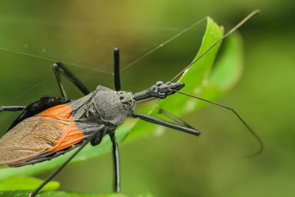 Dia Mundial da Doença de Chagas relembra importância do diagnóstico precoce